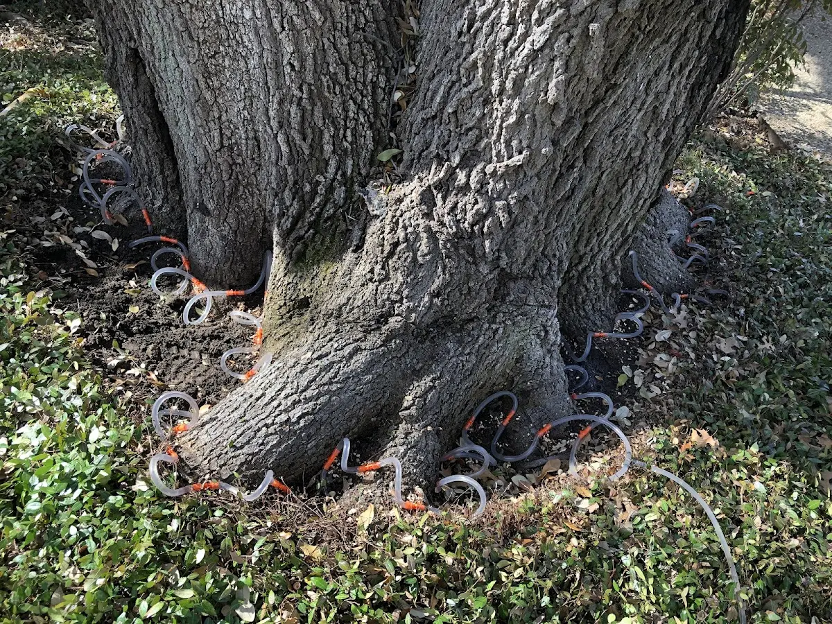 Detailed Tree Cabling and Bracing job site in Perry Park