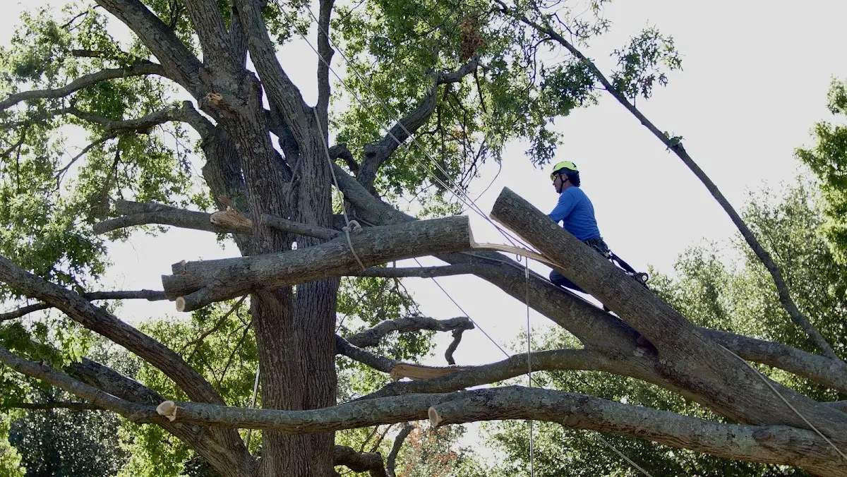 Professional Crown Thinning performed by certified arborists in Perry Park