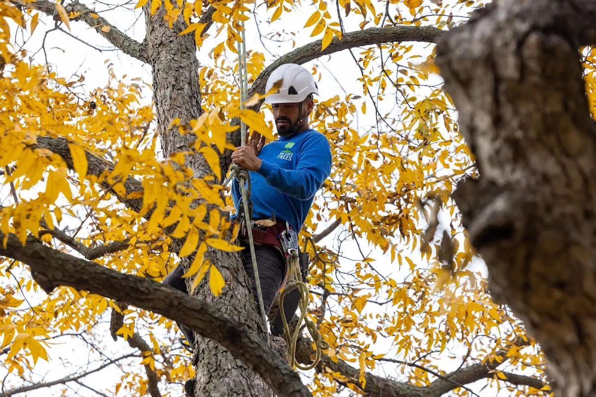 Skilled Storm Damage Cleanup crew working in Perry Park