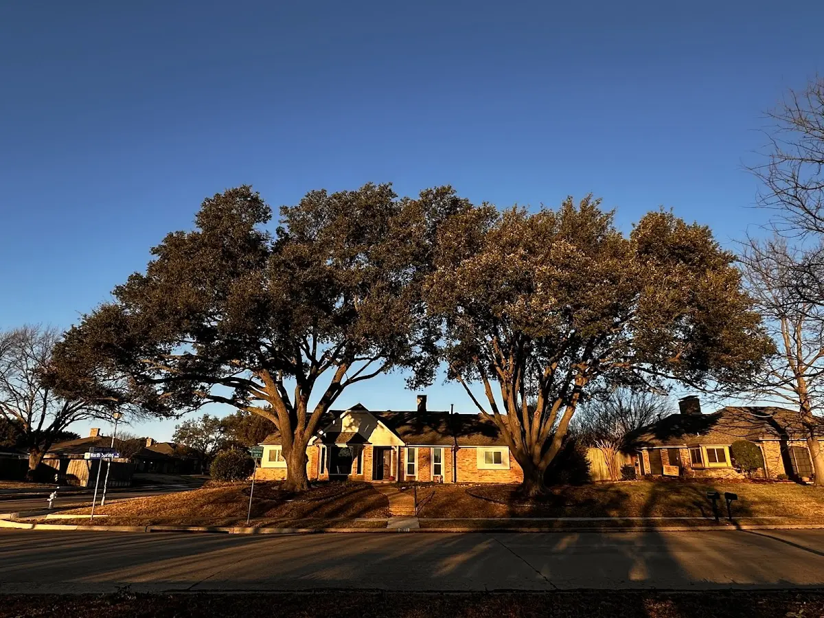 Established residential canopy tree shading a home in Perry Park