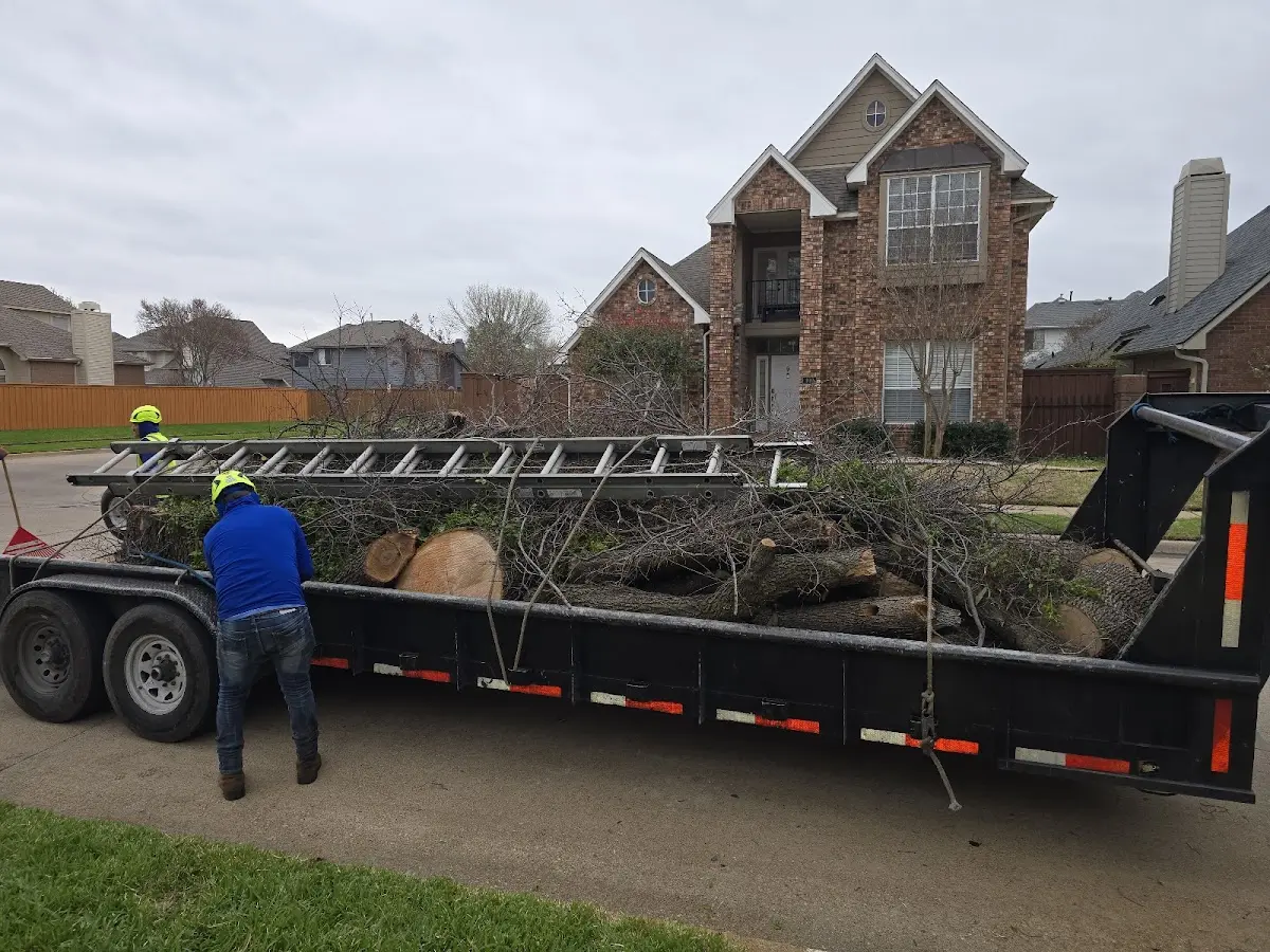 Expert Tree Removal with proper safety equipment in Perry Park